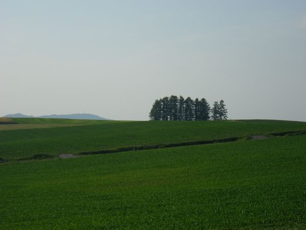 富良野