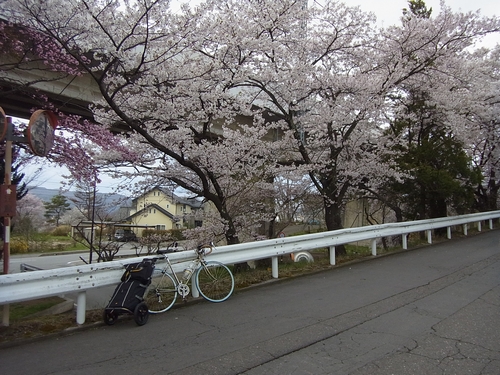 小諸駅前の桜