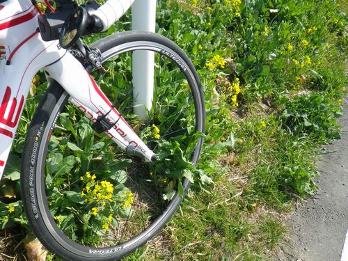 荒川自転車道