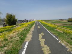 桜2部咲き、菜の花満開