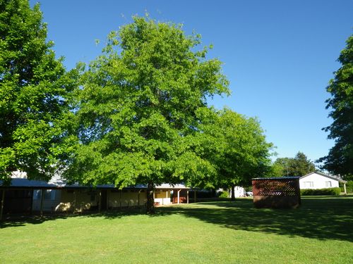 LAUREL HILL FOREST CAMP